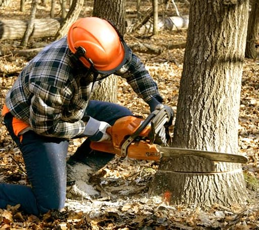 Tree Removal in Holcomb, IL